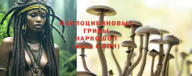 Галлюциногенные грибы Psilocybine cubensis  Аксай 